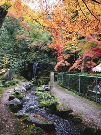 Trees in forest during autumn