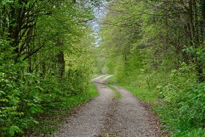 Road amidst trees