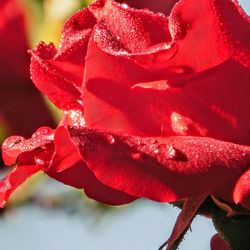 Close-up of red rose