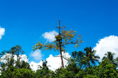 Low angle view of trees against blue sky