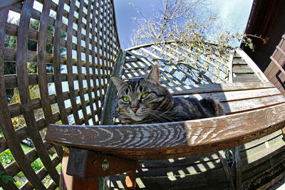 Cat relaxing in basket