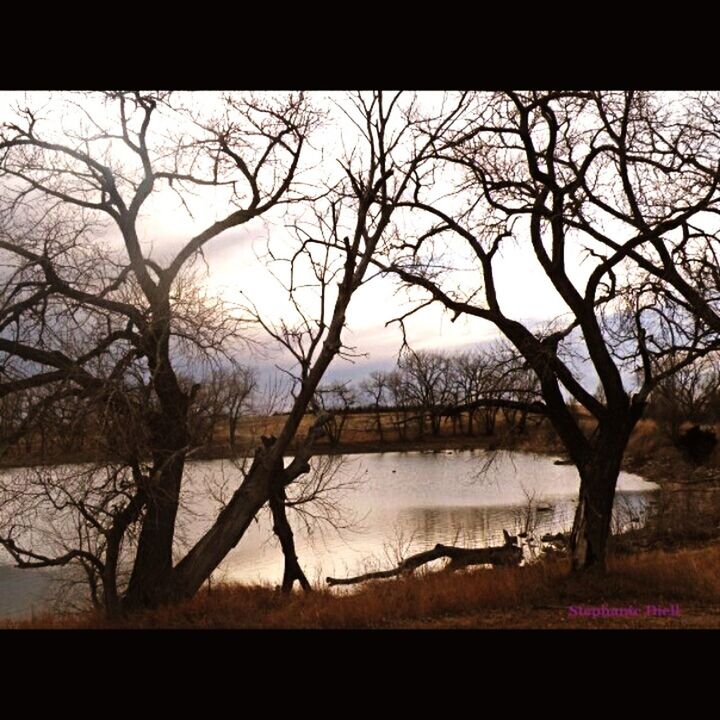 BARE TREES AGAINST THE SKY