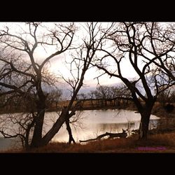 Bare trees against sky