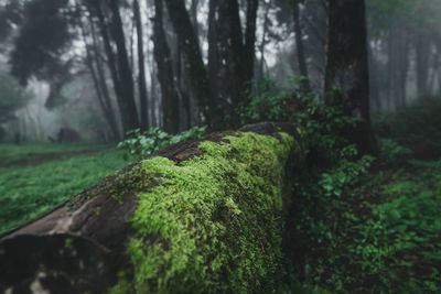 Close-up of moss growing on tree trunk