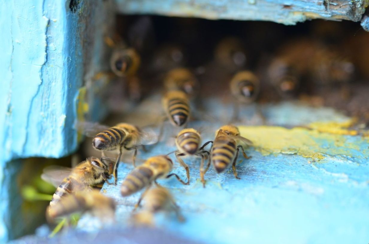 selective focus, close-up, group of animals, no people, indoors, day, animal wildlife, water, animals in the wild, still life, nature, medium group of animals, invertebrate, animals in captivity, surface level, marine