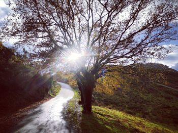 Sun shining through trees