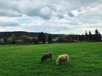 Sheep grazing in a field