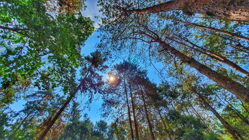 Low angle view of trees against sky