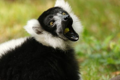 Portrait of black cat