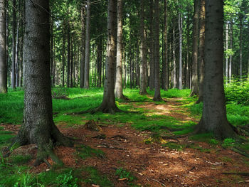 Trees growing in forest