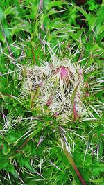 Plants growing on field