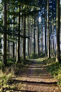 Trees in forest