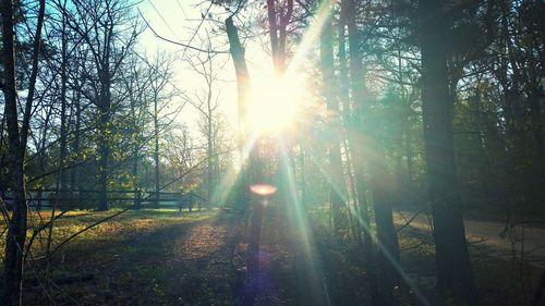 Sun shining through trees