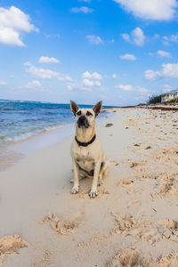 Dog on beach