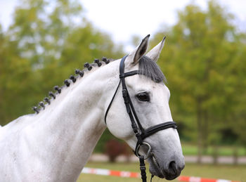 Close-up of a horse against blurred background