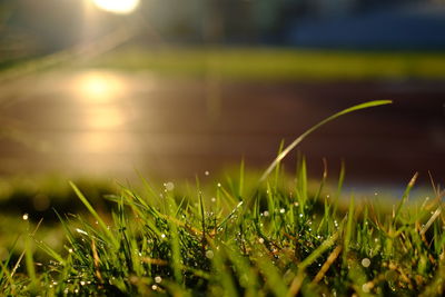 Close-up of grass growing in field