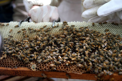 Close-up of honey bee