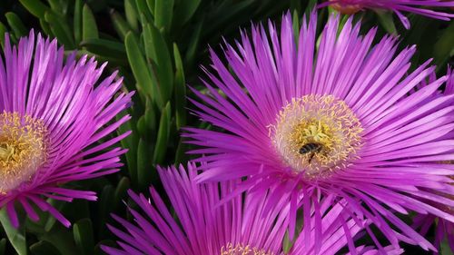 Close-up of purple flowers blooming outdoors