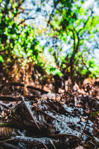 Close-up of dry leaves on tree in forest