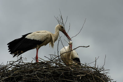 Bird perching on nest