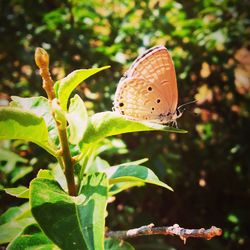 Close-up of butterfly on leaf