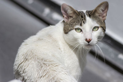 Close-up portrait of a cat