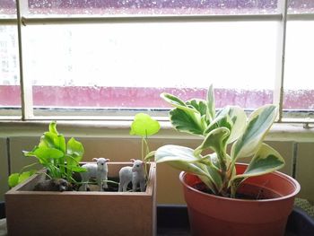 Potted plant on window sill