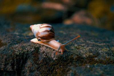 Close-up of snail on rock