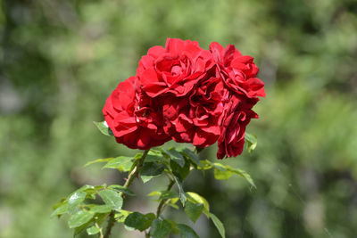 Close-up of red rose blooming outdoors