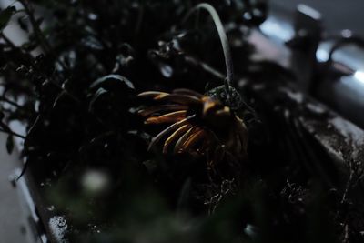 Close-up of butterfly on flower