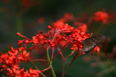 Close-up of butterfly pollinating on red flower