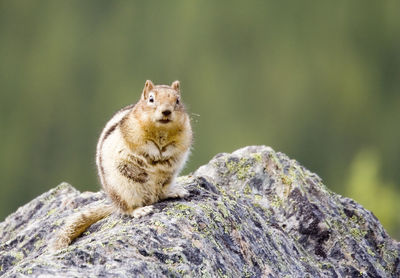 Close-up of chipmunk