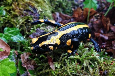 Close-up of frog