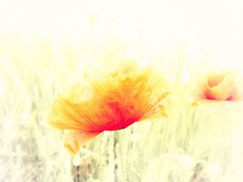 Close-up of yellow flower on field