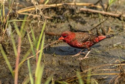 Close-up of bird perching on a field