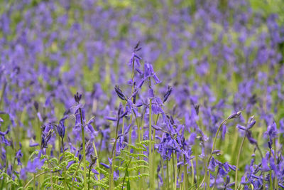 Close-up of densely packed bluebell flowers