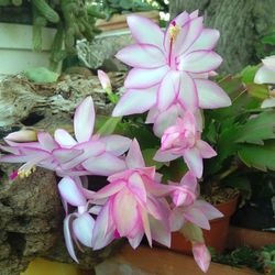 Close-up of pink flowers blooming outdoors