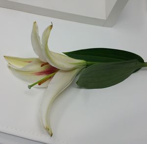 Close-up of white flowering plant