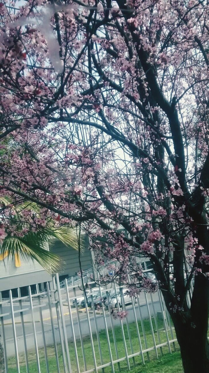 tree, branch, growth, flower, building exterior, built structure, architecture, nature, park - man made space, beauty in nature, city, sky, outdoors, day, pink color, tree trunk, blossom, no people, low angle view, bare tree