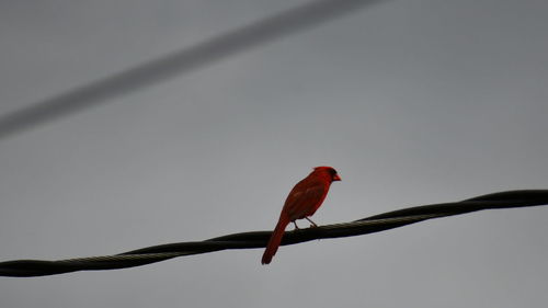 Bird perching on a branch
