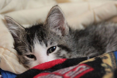 Portrait of kitten lying in blanket