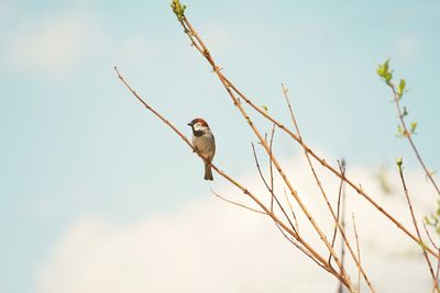 Bird perching on a tree