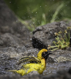 Side view of yellow bird shaking wet wings in water