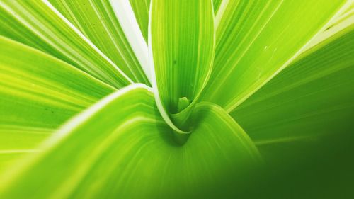 Close-up of palm leaves