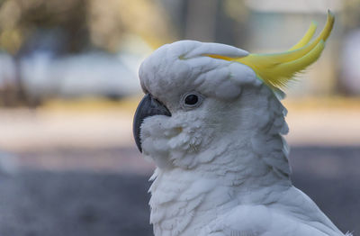 An australian white sulphur crested cockatoo in victoria