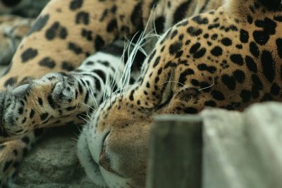 Close-up of a cat