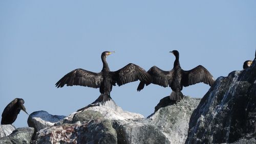 Cormorants in danube delta