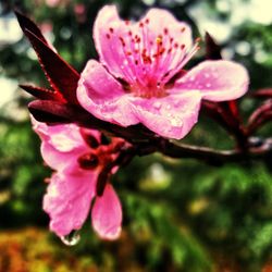 Close-up of pink flower blooming outdoors