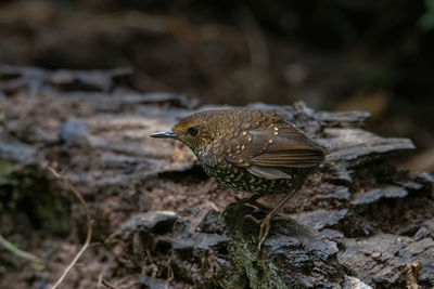 Close-up of bird perching on rock