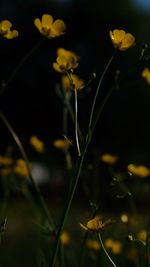 Close-up of yellow flowering plant on field